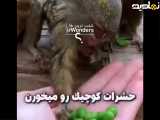 کوچکترین میمون جهان ۱۰سانت است