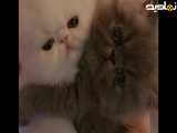 گربه درحال اشپزی