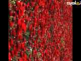 چه فیلم وتصویرهایی گرفته