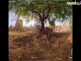 زندگی در طبیعت| شیرها