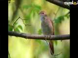 صدای دلنواز بلبل مست در طبیعت
