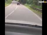 راننده سرعتش را پایین آورده تا خرس رد بشه آخرش جالبه