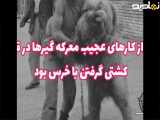 خرس و معرکه گیری