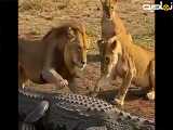 تیکه پاره شدن تمساح توسط شیرها (هوش مصنوعی)