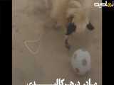 دفاع مادر از بچش