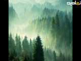 مناظر زیبا و آرام بخش طبیعت