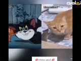 سکانس های تام و جری در واقعیت