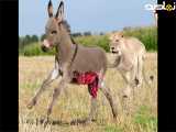 ویدیو زیبا از شکار الاغ توسط شیر درنده و گرسنه | شاهکار حیات وحش