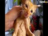 نجات زندگی بچه گربه