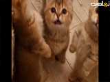 نگاه گربه ها را ببین