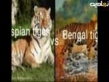 ببر بنگال در مقابل ببر کاسپین