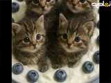 چهار تا گربه جذاب که تو خامه غلت میکنن