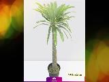 سفارش نخل ماداگاسکار