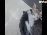 ببینید این بچه گربه، چه بامزه، رفته کجا نشسته