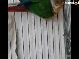 ببینید این پرنده چه بامزه می رقصه. اسمش گرینچیک هستش.