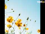 عکس طبیعت برای استوری 50