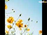 عکس طبیعت برای استوری ÷1334
