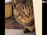 مستند حیوانات . مستند گربه ها . مستند گربه