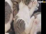 ببینید این بچه گربه چه نازی واسه مامانش می کنه
