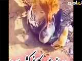 مرغ مادر جوجه اش را از دهان كلاغ کشید بیرون