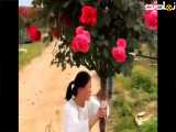 مزرعه گل رز و قشنگ
