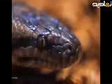 مستند حیوانات - حیات وحش - رازبقا جدید - نبرد جوجه تیغی با کبرا