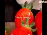 اسمر فود غذای خوشمزه شماره ی ۲۰