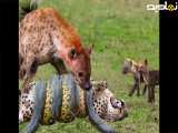 حمله کفتار به پایتون -| مستند حیوانات جدید - حیات وحش - رازبقا ||-