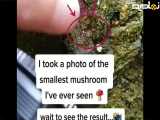 من از کوچکترین قارچی که تا به حال دیده ام عکس گرفتم