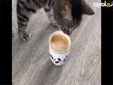 نظرگربه هاراجع به قهوه