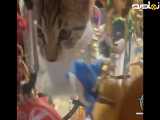 ببینید این بچه گربه، رفته کجا داره آتیش می سوزونه