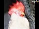 ویدیو خنده دار خروس خوابالو
