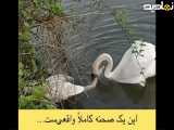 می گن قوها فقط یک بار عاشق می شن…