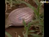 مار چگونه طعمه بزرگ را میبلعد