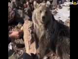 کوهنوردا خرس رو گیر آوردن بهش بیسکویت ساقه طلایی میدن!