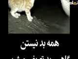 کمک این مار ب بچه گربه