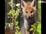 حیات وحش|توله های روباه در جنگل