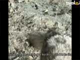 حیات وحش ایران: گرگها