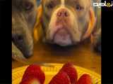 ما سال به سال گوشت نمیبینیم بخوریم، این میده به سگ هاش