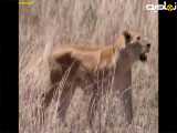 فیلم مستند عجایب حیوانات وحشی حیات وحش افریقا
