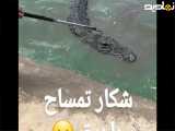 گرفتن تمساح پرورش یافته با برق