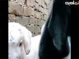 بچه بز های جای سر سبز