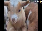 جان باز هم بچه بز شیطون
