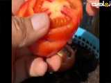 کاشت گوجه فرنگی خانگی