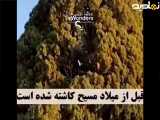 این درخت پیرترین موجود زنده ایران است.