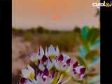 طبیعت روستا با آهنگ بلوچی عالی