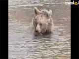 شنا کردن خرس در دریاچه قله سبلان