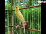 صدای قناری مااده زرد مست برای تحریک قناری نر-- مستند قناری خوشگل