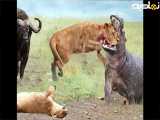 حیات وحش|نبرد شیر و اسب آبی و شکست خوردن شیر