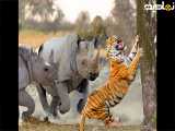 مستند راز بقا :: نبرد حیوانات :: حمله کرگدن به ببر :: حیات وحش